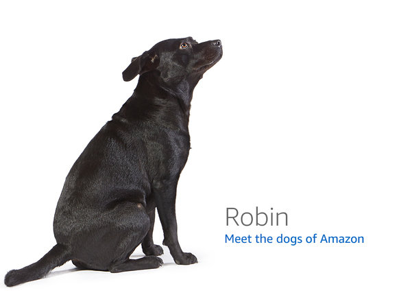 meet-the-dog